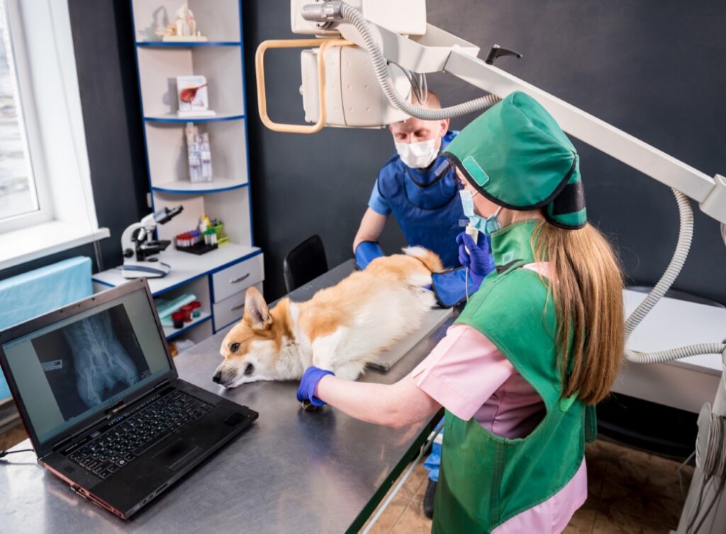 Veterinarian team examining dog in x ray room.